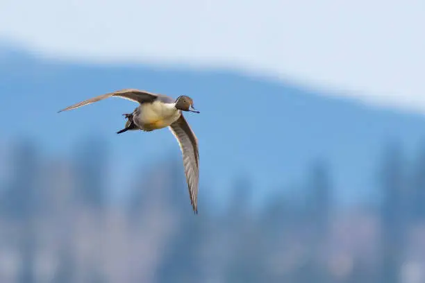 Northern Pintail Duck in Flight With Cascade Mountain Backdrop in Early Winter Morning  Light
