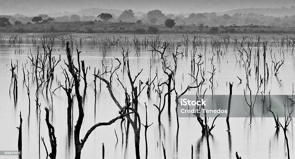 Déforestation - Photo de Croissance libre de droits