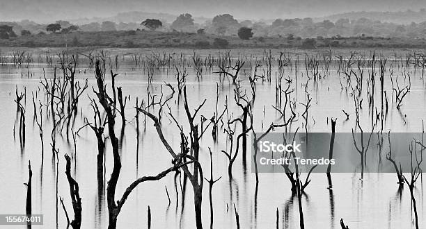 Photo libre de droit de Déforestation banque d'images et plus d'images libres de droit de Croissance - Croissance, Accident et désastre, Arbre