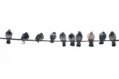 Pigeons isolated with cliping path