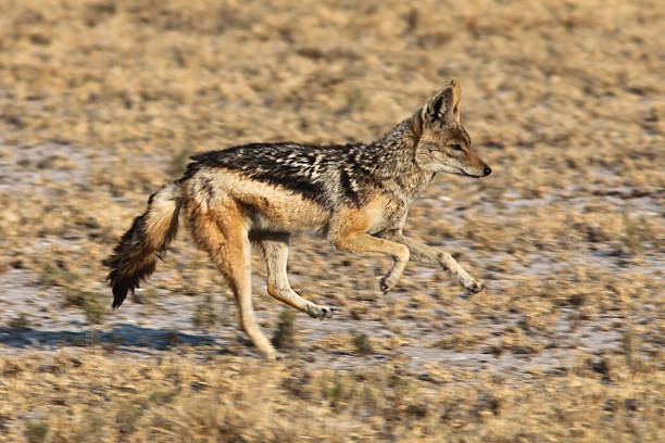 istock Jackal running in the African savannah 155674220