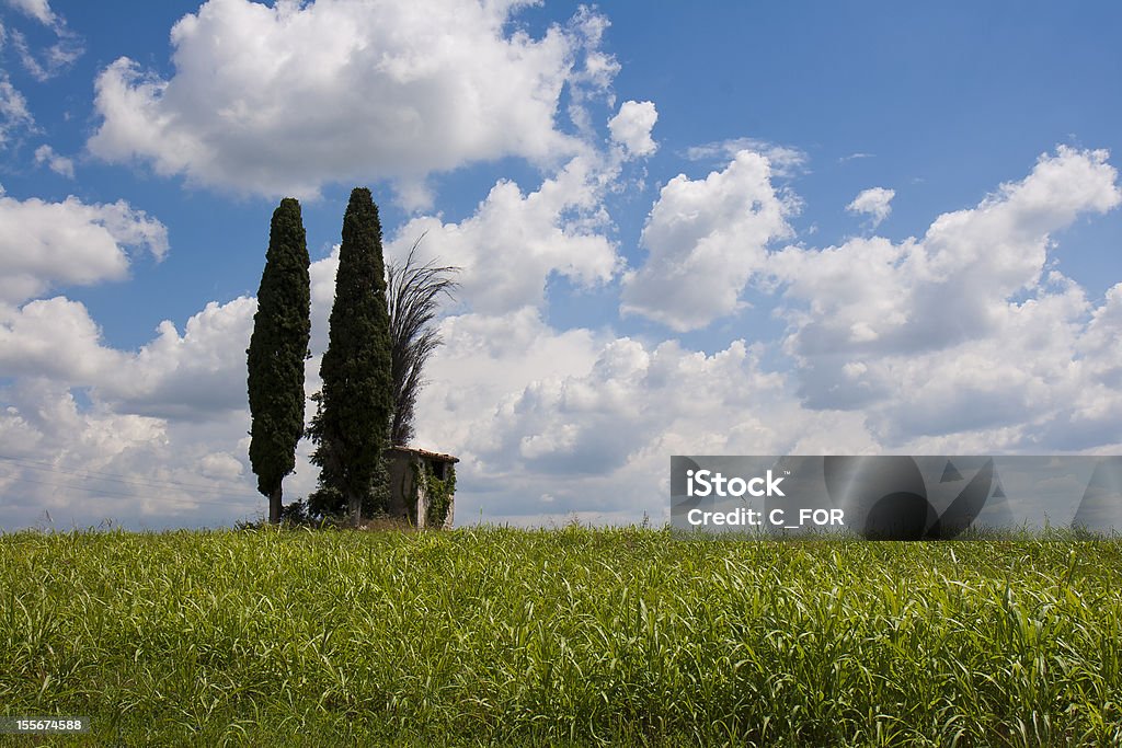 Cypress Tree's Hill Agricultural Field Stock Photo