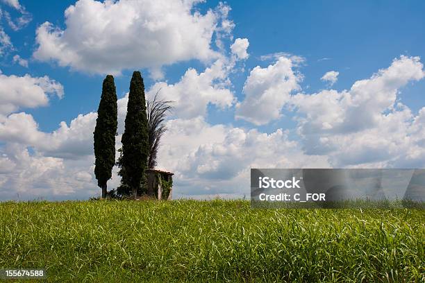 Cypress Trees Hill Stock Photo - Download Image Now - Agricultural Field, Agriculture, Blue