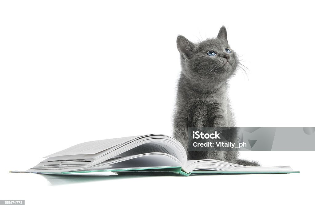 Graue Katze mit blauen Augen sitzt auf einem Buch - Lizenzfrei Bildung Stock-Foto