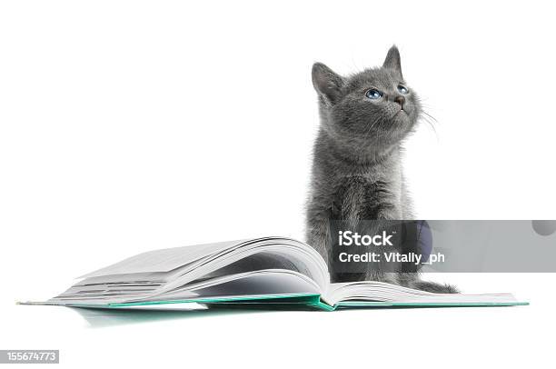 Graue Katze Mit Blauen Augen Sitzt Auf Einem Buch Stockfoto und mehr Bilder von Bildung - Bildung, Buch, Dokument