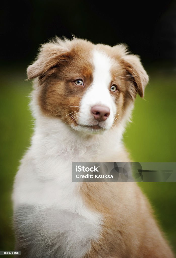 Jovem engraçado pequeno Retrato de cachorrinho - Royalty-free Agilidade Foto de stock