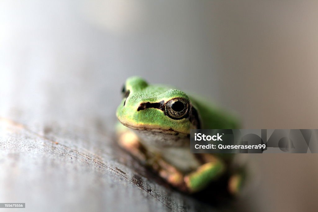 Little Rela sentado em bambu. - Royalty-free Anfíbio Foto de stock