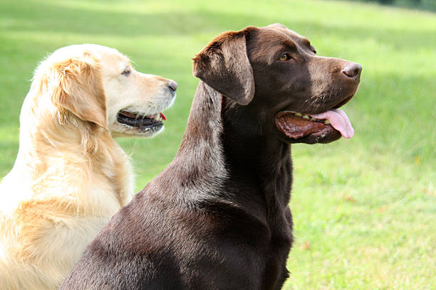 istock Labrador and Golden Retriever 155677237
