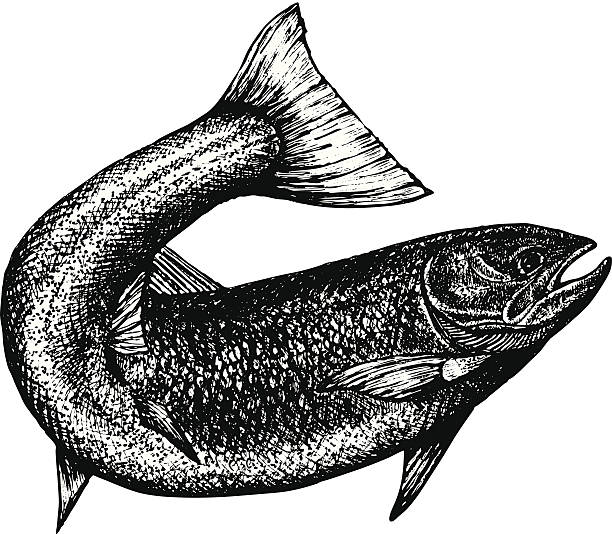 Dessin à l'encre de saumon avec pan arrière plus long arrondi - Illustration vectorielle