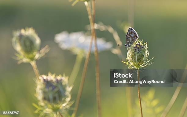 Evening Sun Ii Stock Photo - Download Image Now - Animal, Animal Wildlife, Beauty