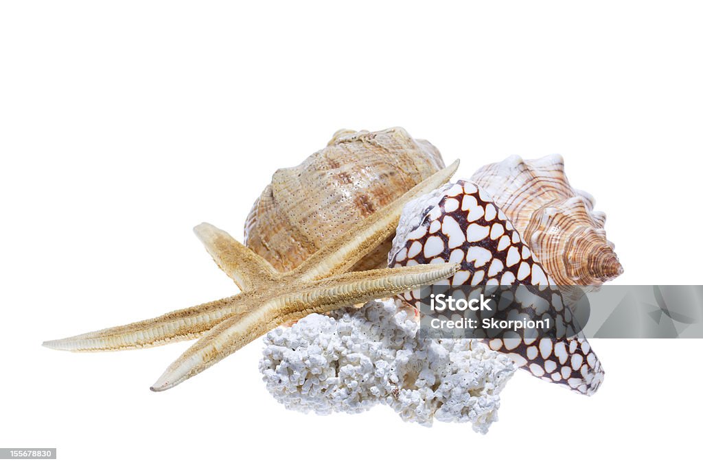 Sea shell isolated on a white background Animal Stock Photo