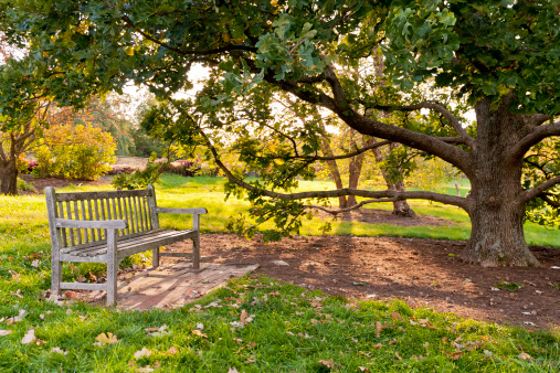 Bench and oak tree in city park in the autumn at evening