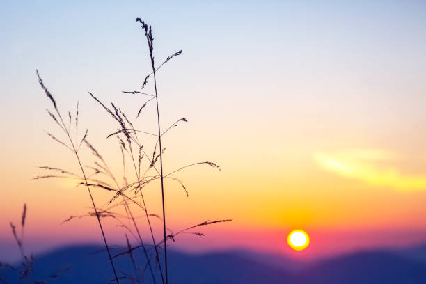 istock sunset in the sky on the background of grass 1556812523