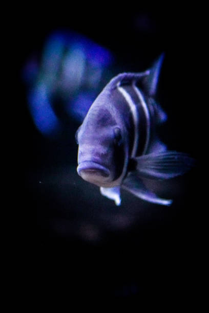 cyphotilapia frontosa - cyphotilapia frontosa fotografías e imágenes de stock