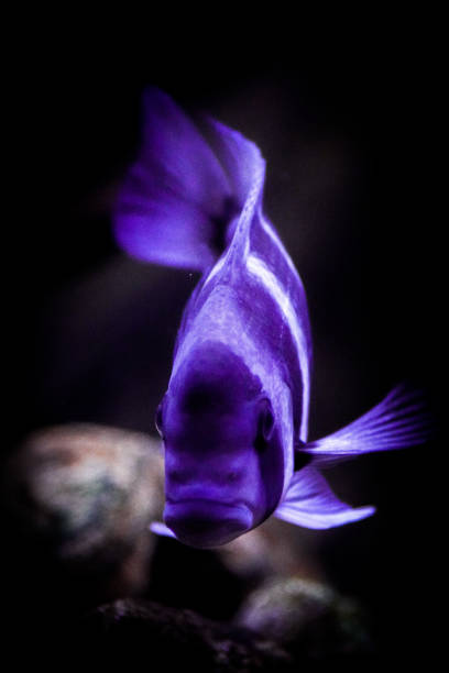 cyphotilapia frontosa - cyphotilapia frontosa fotografías e imágenes de stock