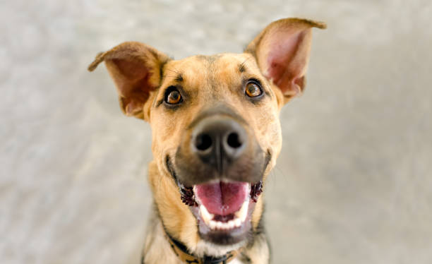 istock Funny Dog Animal Happy Excited Silly Laughing 1556824255