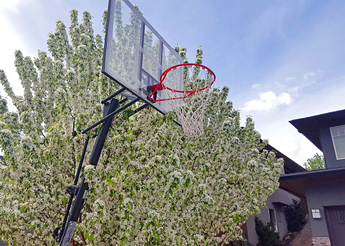 Portable Basketball Hoop against the background of a tree of white blossoms.  Partial houses in the background.