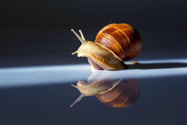 Snail on a mirror background. Animal world in nature.