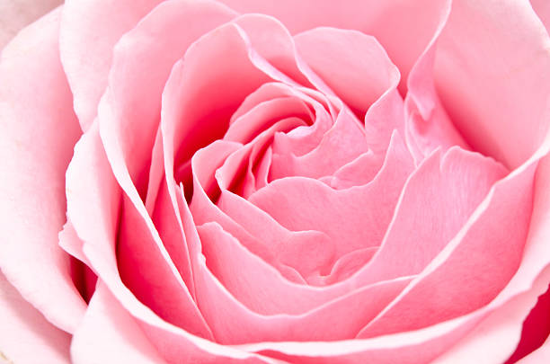 Macro photography view of a pink rose, great for romantic/valentine themed articles.
