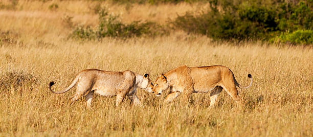 istock Lionesses in the Maasai Mara 155686248