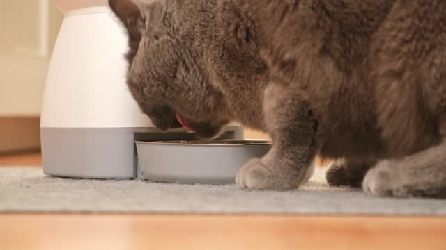 The cat eats from an automatic feeder. Automatic pet food dispenser on the floor of the house.