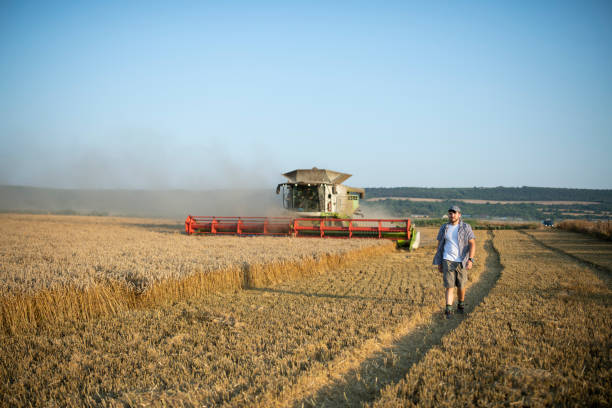 istock Mid aged farmer walking on wheat field next to the combine. 1556878812