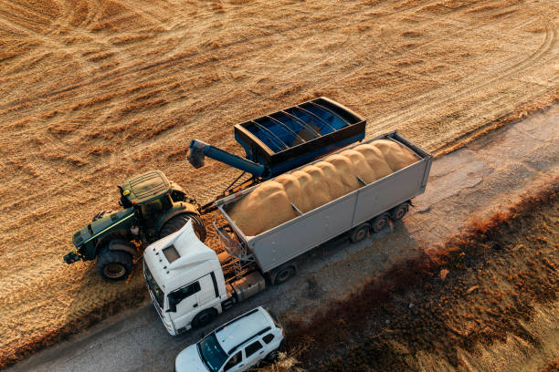 caricamento di semi di grano su camion. - semi truck foto e immagini stock