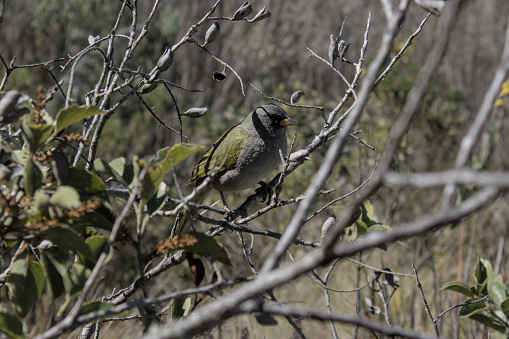 Photo of bird taken on Itatiaia National Park - Brazil