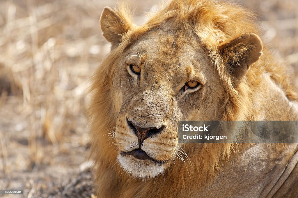 Leão selvagem - Royalty-free Amarelo Foto de stock