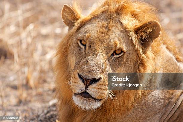 Leão Selvagem - Fotografias de stock e mais imagens de Amarelo - Amarelo, Animais caçando, Animal