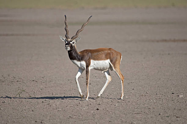 Blackbuck Antelope Stock Photo - Download Image Now - Animal Wildlife,  Antelope, Blackbuck - iStock