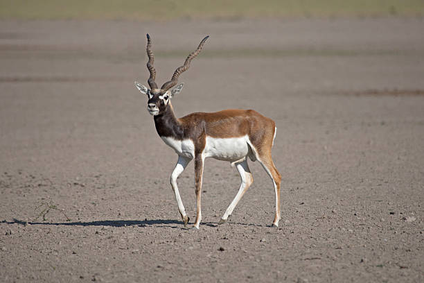 Blackbuck Antelope Stock Photo - Download Image Now - Animal Wildlife, Antelope, Blackbuck - iStock Blackbuck Antelope Stock Photo - Download Image Now - Animal Wildlife, Antelope, Blackbuck - iStock