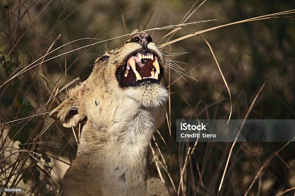 Львица - Стоковые фото Африка роялти-фри