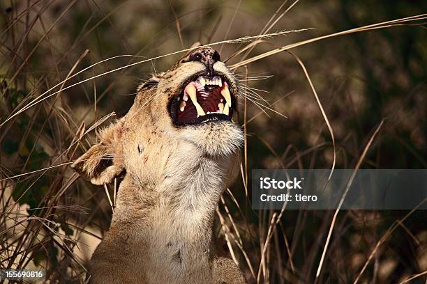Львица — стоковые фотографии и другие картинки Африка - Африка, Большой, Волосы животного