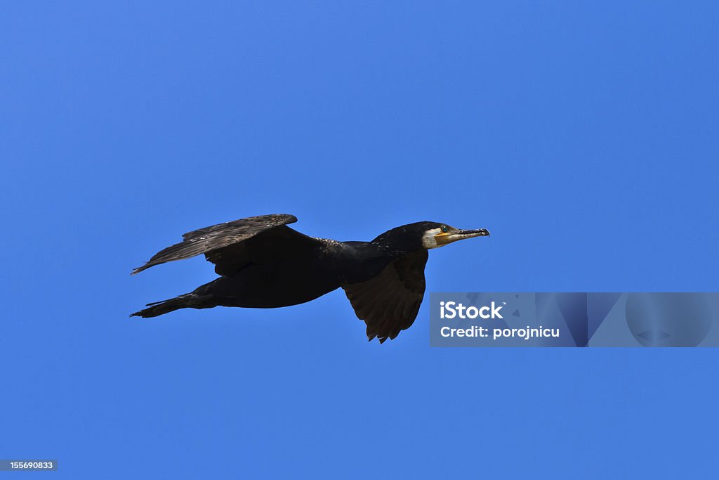 Cormorano (phalacrocorax Carbó) - Foto stock royalty-free di Ala di animale