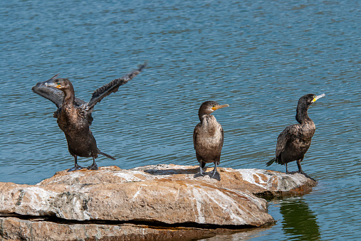 Unlike its similar seagoing cousins, the Neotropic Cormorant (Phalacrocorax brasilianus) can thrive in an arid climate as long as there are ponds or wetlands with small fish and amphibians for the cormorants to eat.  Unlike most birds, cormorant feathers get wet when they dive for fish so they need to dry them out before they can fly efficiently. After fishing, cormorants perch on a branch or log with their wings outstretched in the sunshine.  These three neotropic cormorants were photographed at Walnut Canyon Lakes in Flagstaff, Arizona, USA.