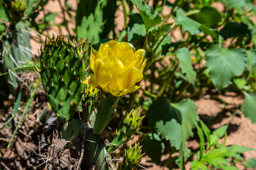 The Prickly Pear cactus or Opuntia is tolerant of many different soils and climates.  It exists all over Arizona from the hot dry Sonoran desert to the pine forests of Northern Arizona.  These prickly pear cacti with yellow blooms were photographed next to the Jail Trail Riverwalk in Cottonwood, Arizona, USA.