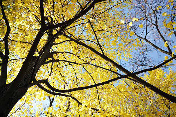 istock Pure Yellow Leaves are falling from the tree 155695207