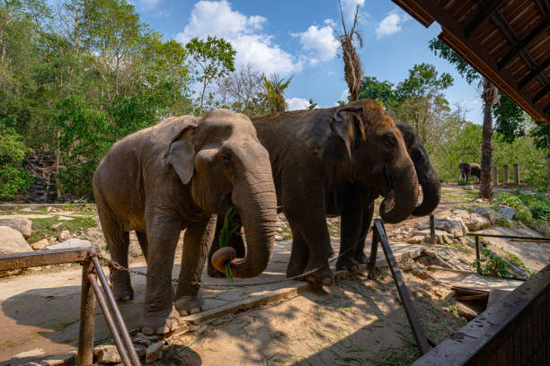 Asian elephants in the zoo