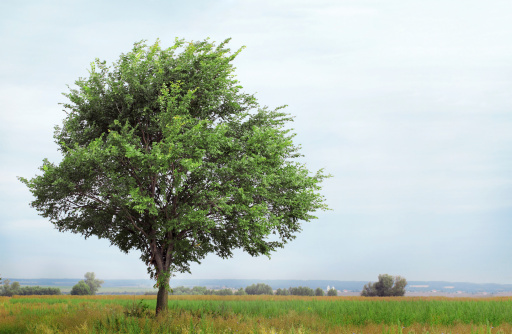 Single Tree at Etosha National Park in Kunene Region, Namibia