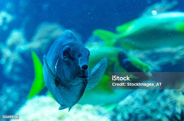 エキゾチックな魚ストックフォト - まぶしいのストックフォトや画像を多数ご用意 - まぶしい, やわらか, カラフル
