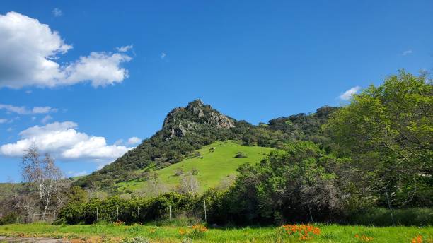 istock Bloomed California 1556999505