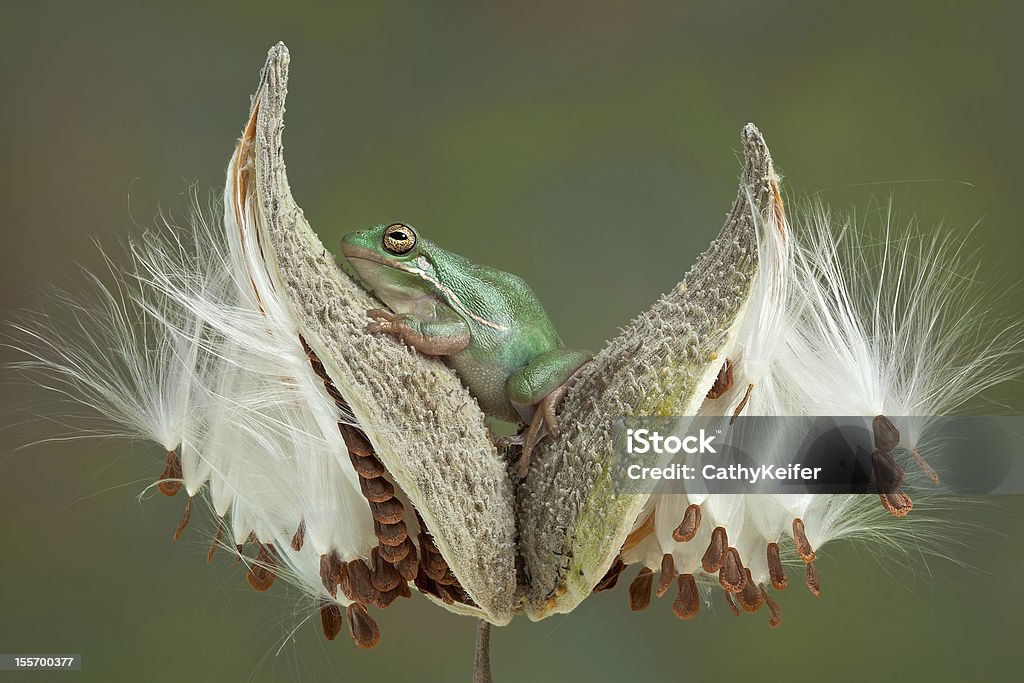 Rã na Planta-da-seda Vagem - Royalty-free Anfíbio Foto de stock