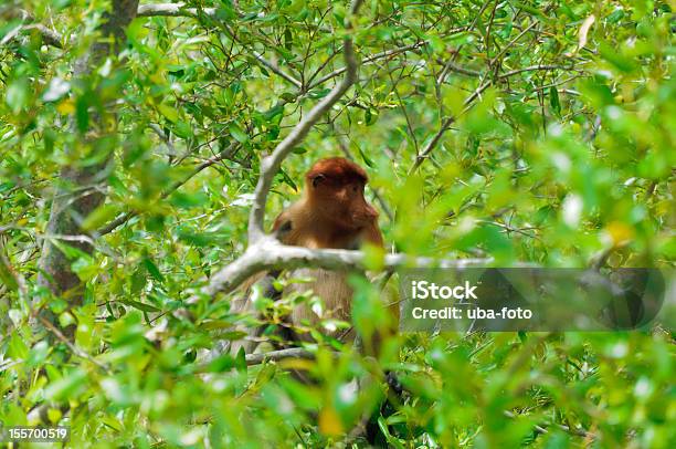 Nasenaffe Nasalis Larvatus Stockfoto und mehr Bilder von Affe - Affe, Baum, Fotografie
