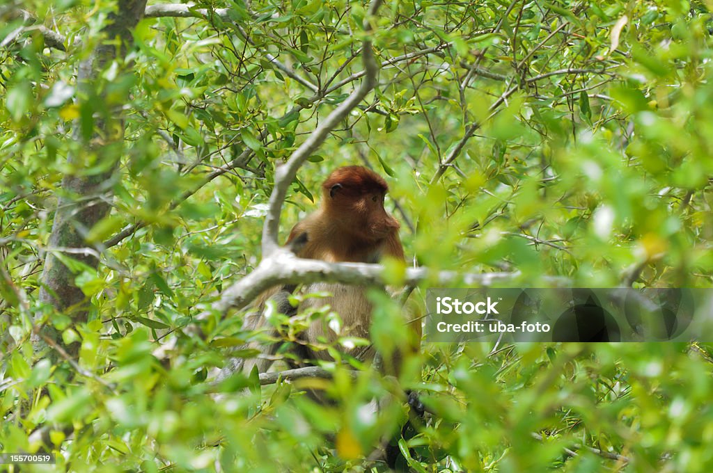 코주부원숭이, nasalis larvatus - 로열티 프리 나무 스톡 사진