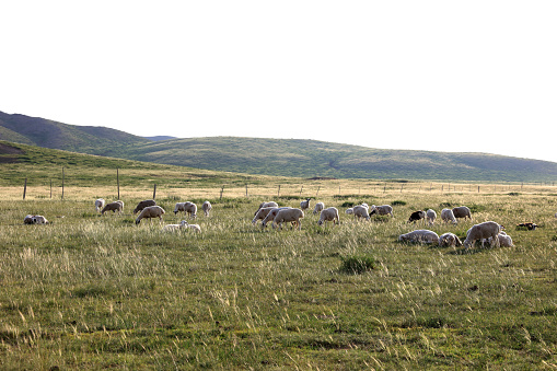 Sheep flock  is on the grassland under the blue sky and white clouds