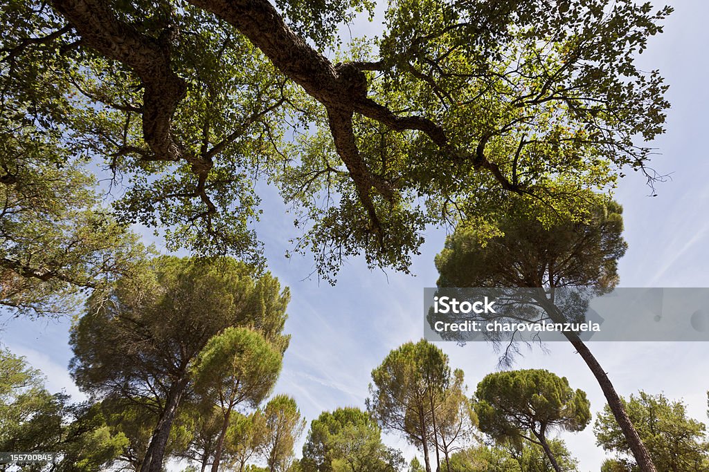 arbol.Tree - Photo de Andalousie libre de droits