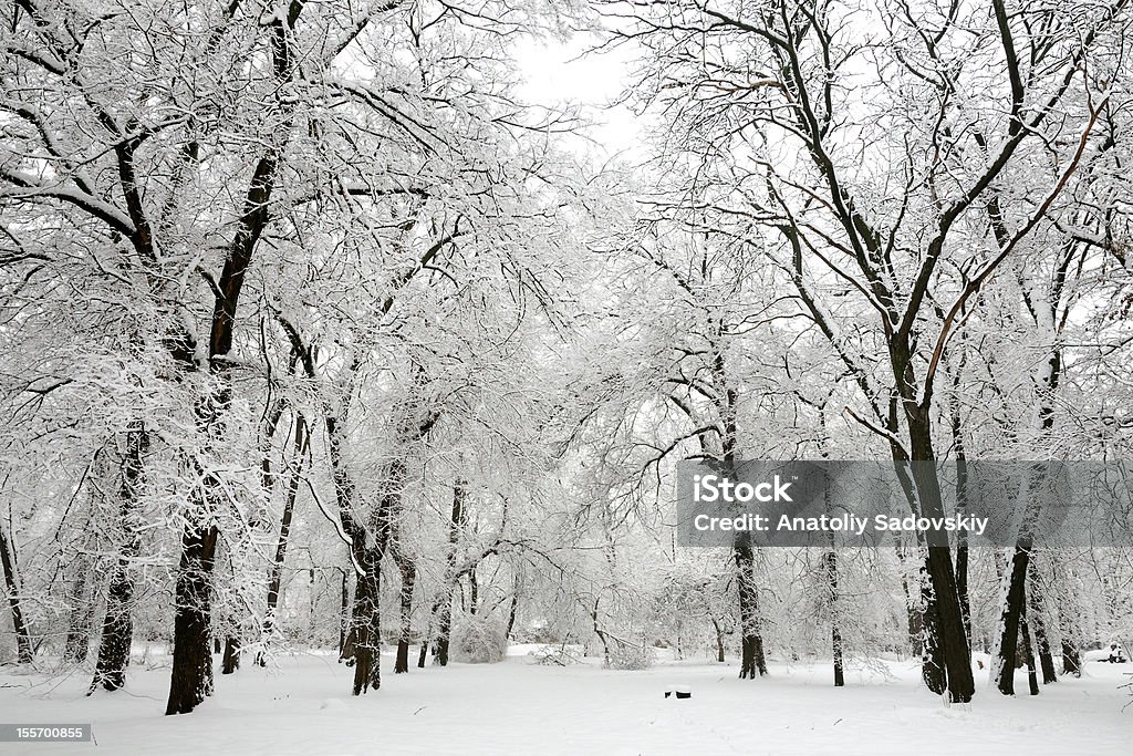 Trees with snow in winter park Beauty In Nature Stock Photo