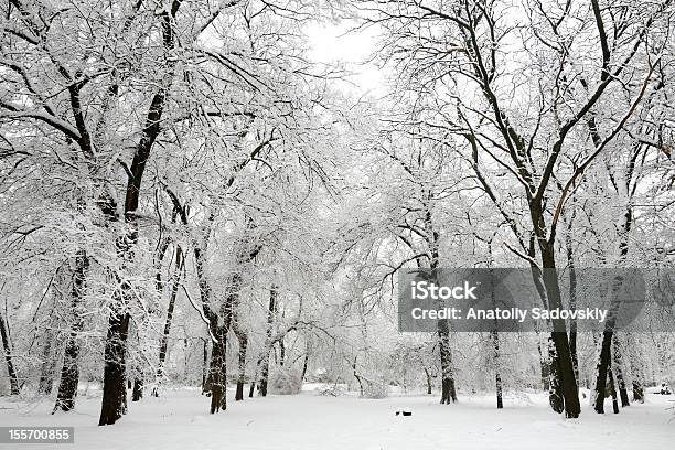 Trees With Snow In Winter Park Stock Photo - Download Image Now - Beauty In Nature, Branch - Plant Part, Cold Temperature