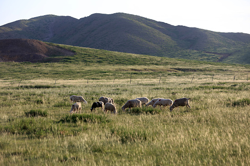 Sheep flock  is on the grassland under the blue sky and white clouds